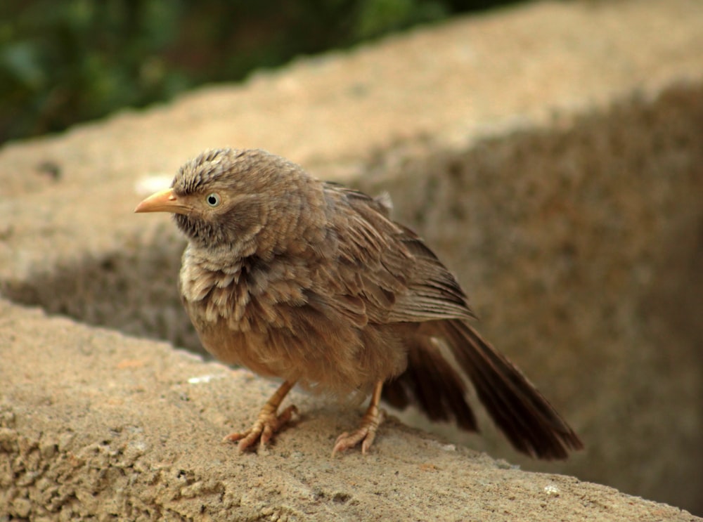 a small brown bird standing on a ledge