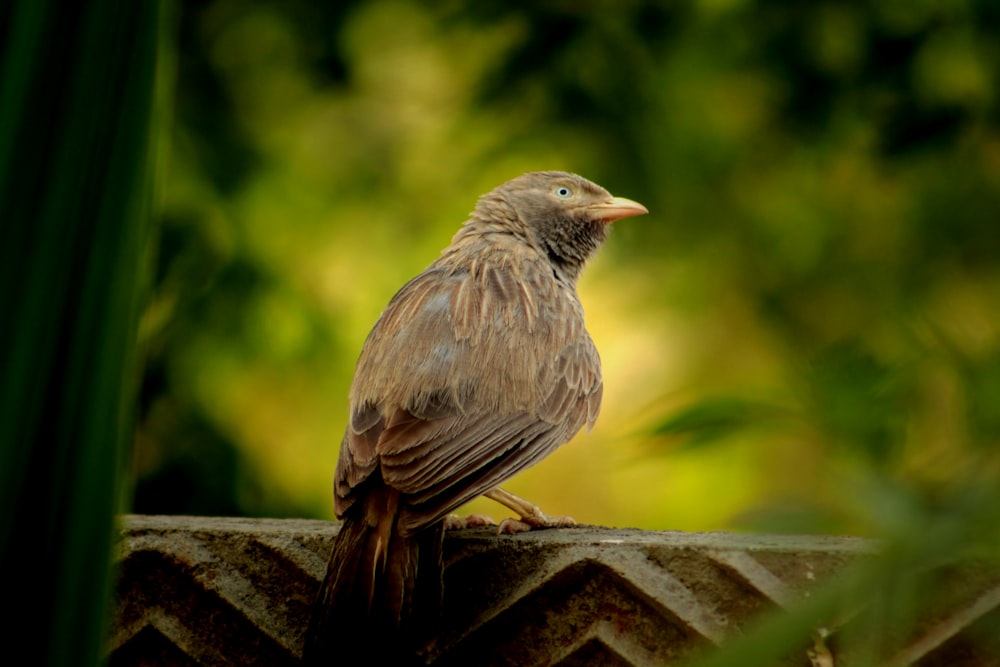 a brown bird sitting on top of a stone wall