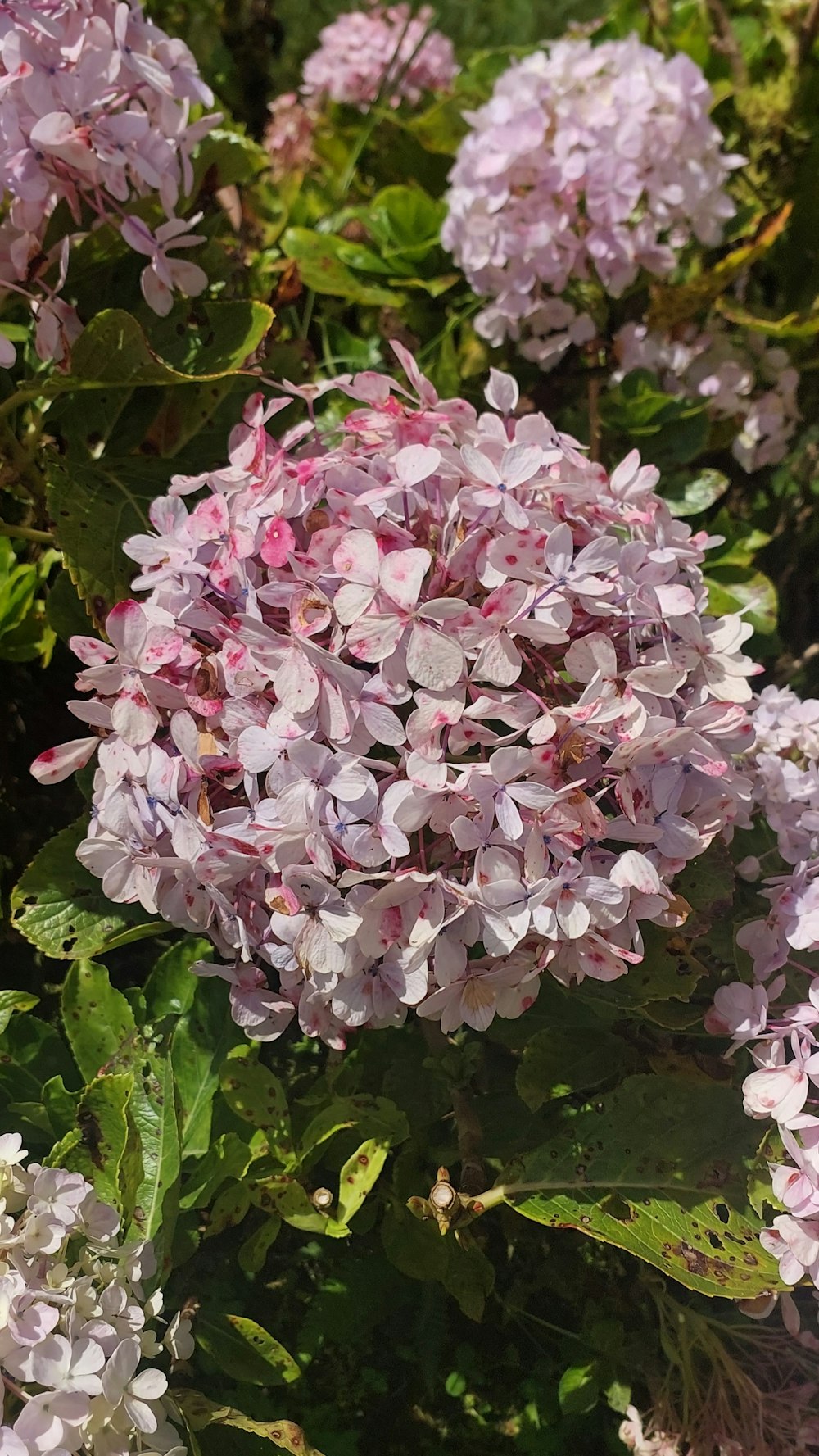 a close up of a bunch of purple flowers