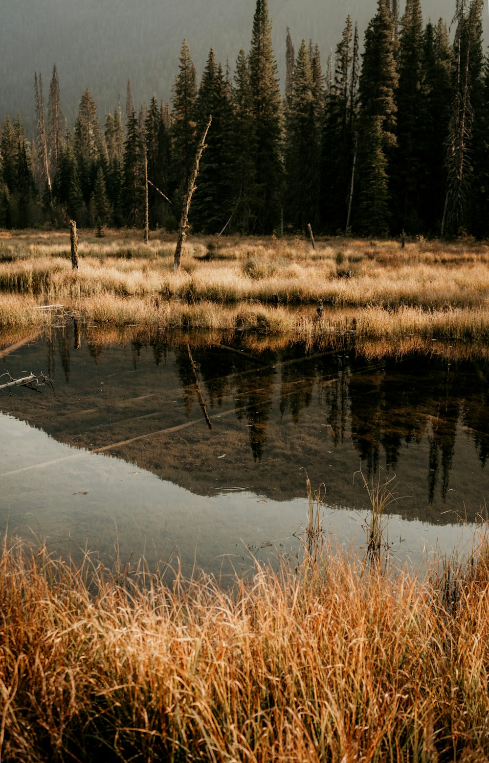 a body of water surrounded by tall grass and trees