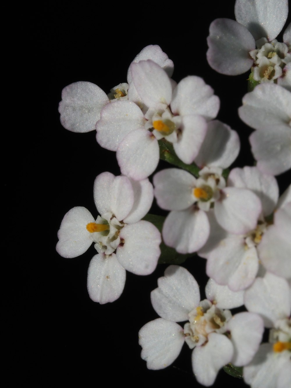 a bunch of white flowers on a black background