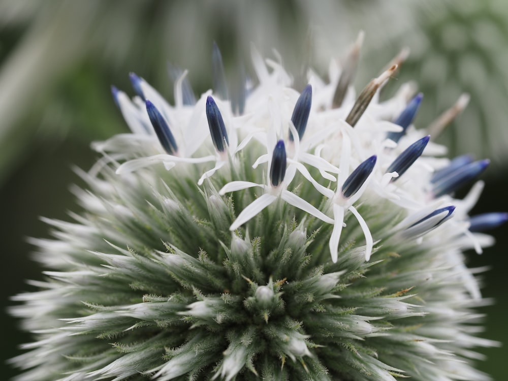 a close up of a white flower with blue tips