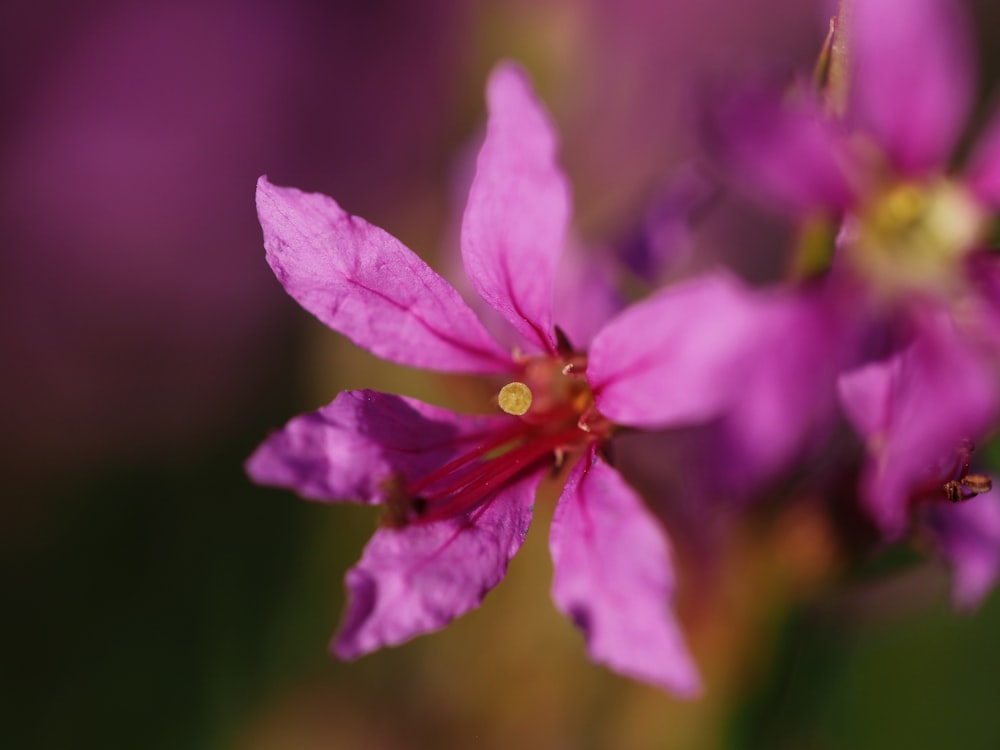 Nahaufnahme einer rosa Blume mit verschwommenem Hintergrund