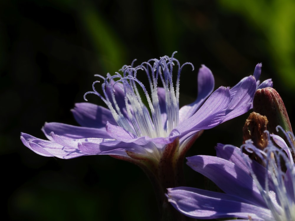 Nahaufnahme einer lila Blume mit verschwommenem Hintergrund