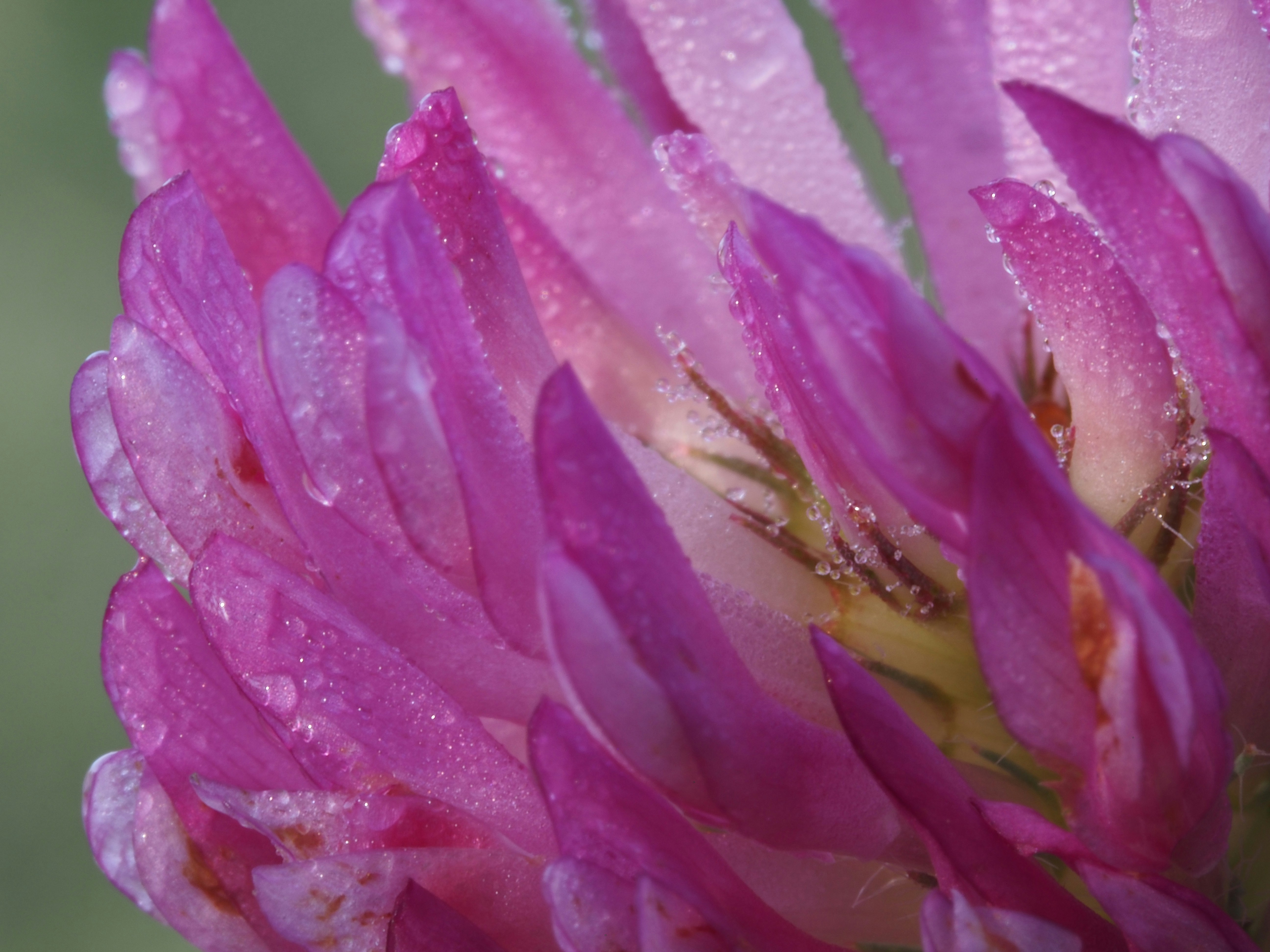 una flor rosa con gotas de agua