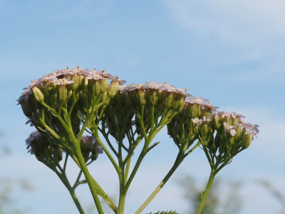 a close up of a flower with a sky in the background