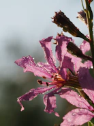 Close-up of a delicate flower with dew drops in sharp focus.