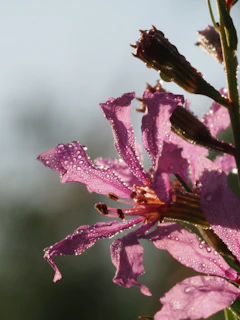 Close-up of a flower with delicate dew drops in soft focus.
