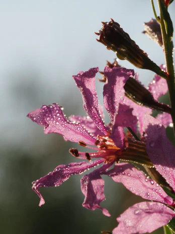 Close-up of a flower with delicate dew drops in soft focus.
