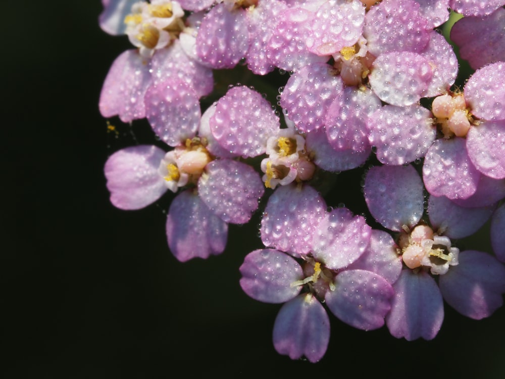 a bunch of purple flowers with water droplets on them