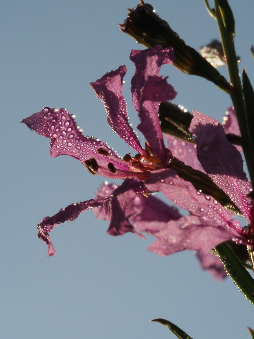 eine violette Blume mit Wassertropfen darauf