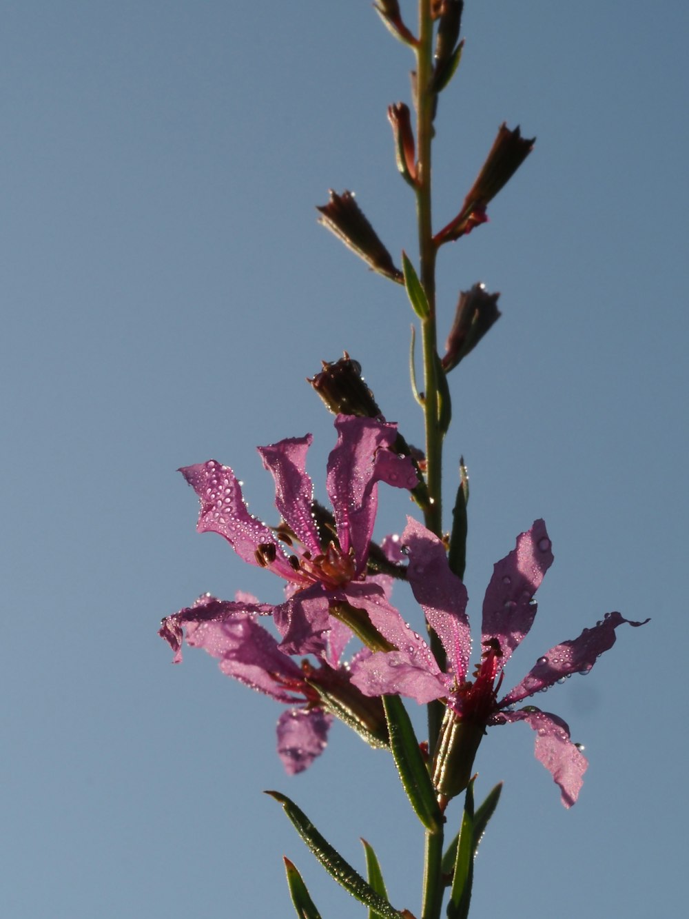 eine lila Blume mit blauem Himmel im Hintergrund