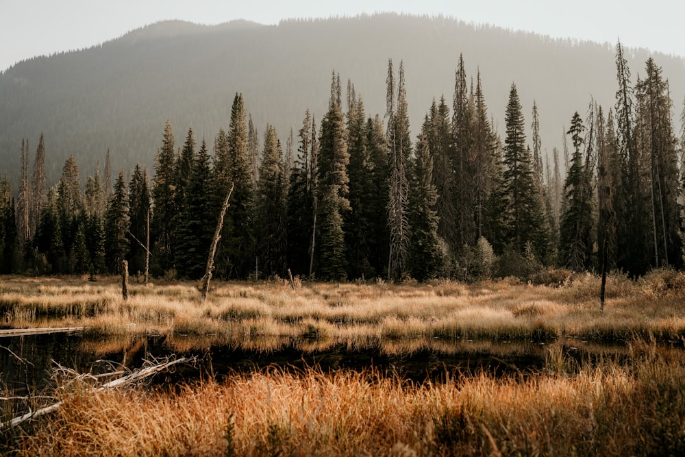 a grassy field with trees and a mountain in the background