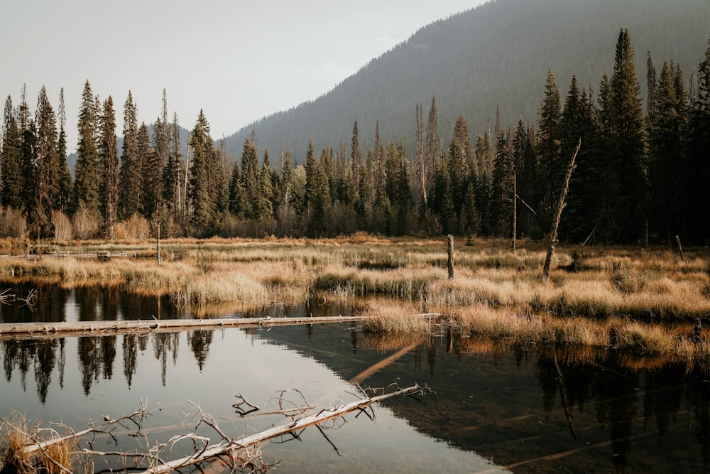 a lake surrounded by tall trees and grass