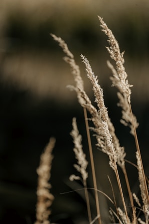 a close up of a bunch of tall grass
