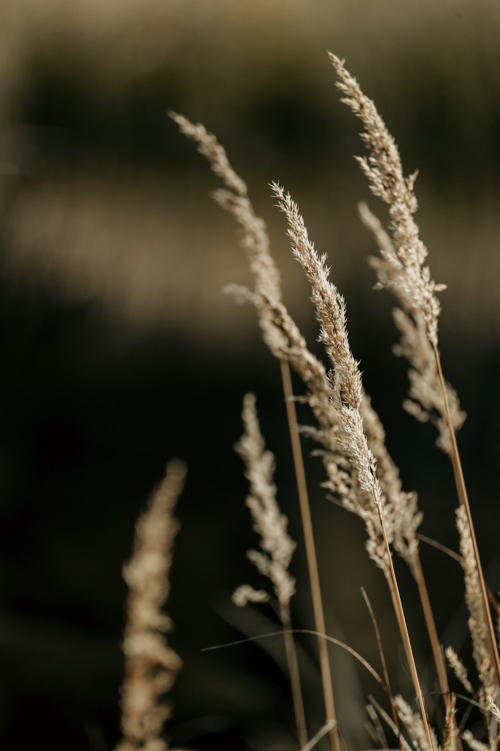 a close up of a bunch of tall grass