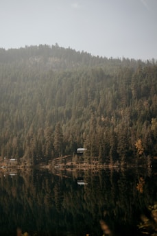A serene landscape featuring a dense forest of evergreen trees reflected in a still body of water. A small cabin is nestled amongst the trees, adding a rustic touch to the natural setting. The overall ambiance is calm and peaceful.