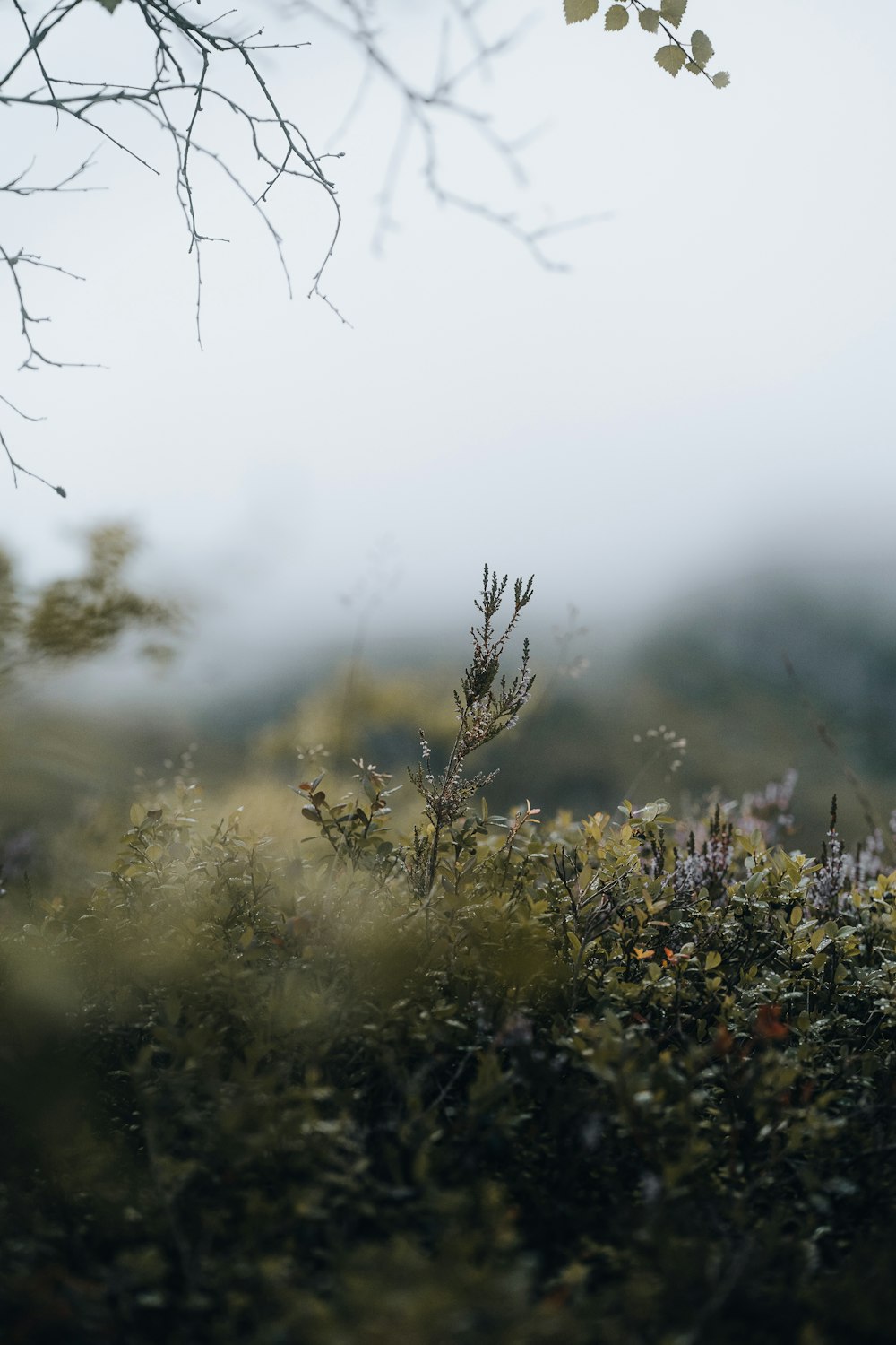 a field that has some plants in it