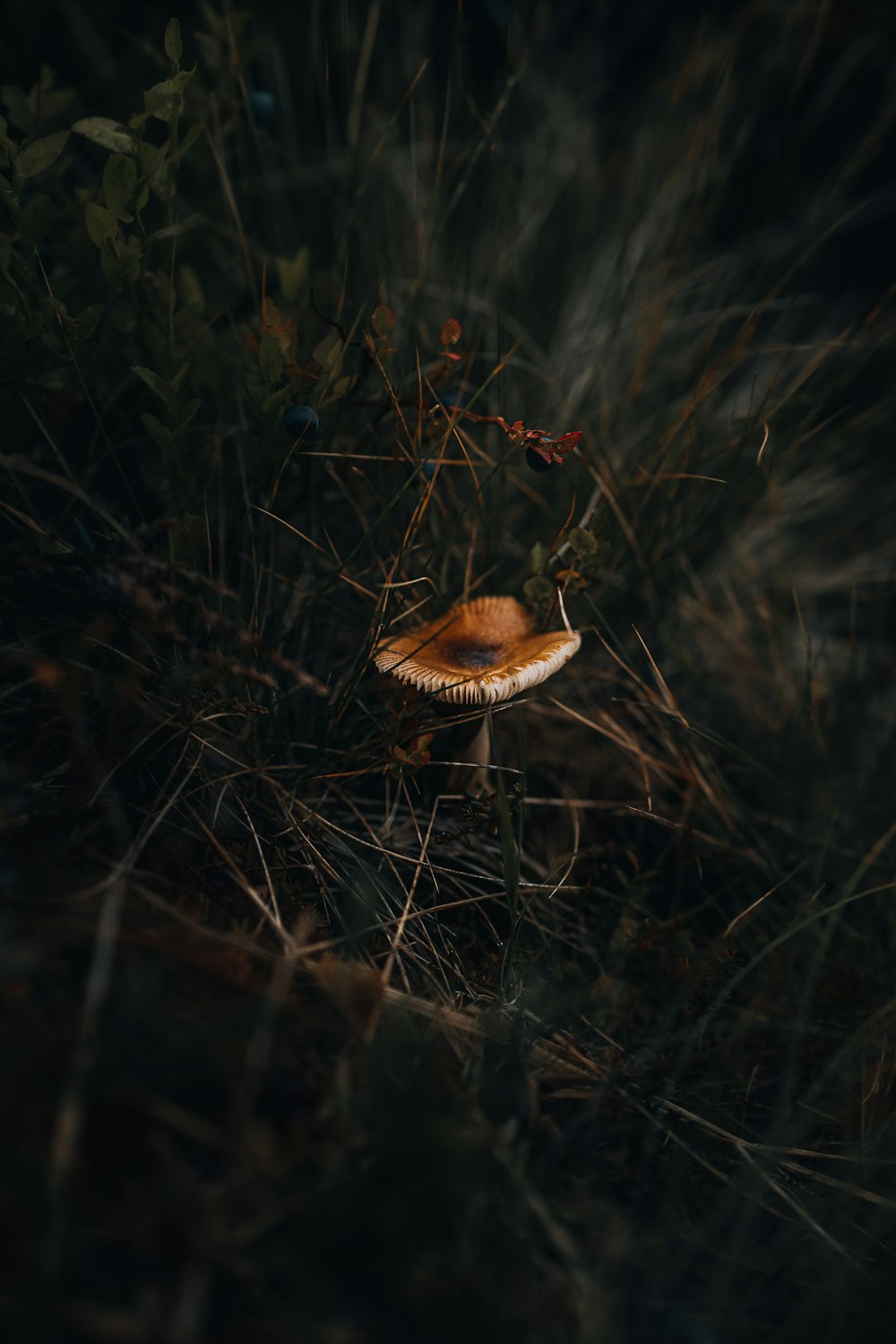 a small mushroom in the middle of a forest