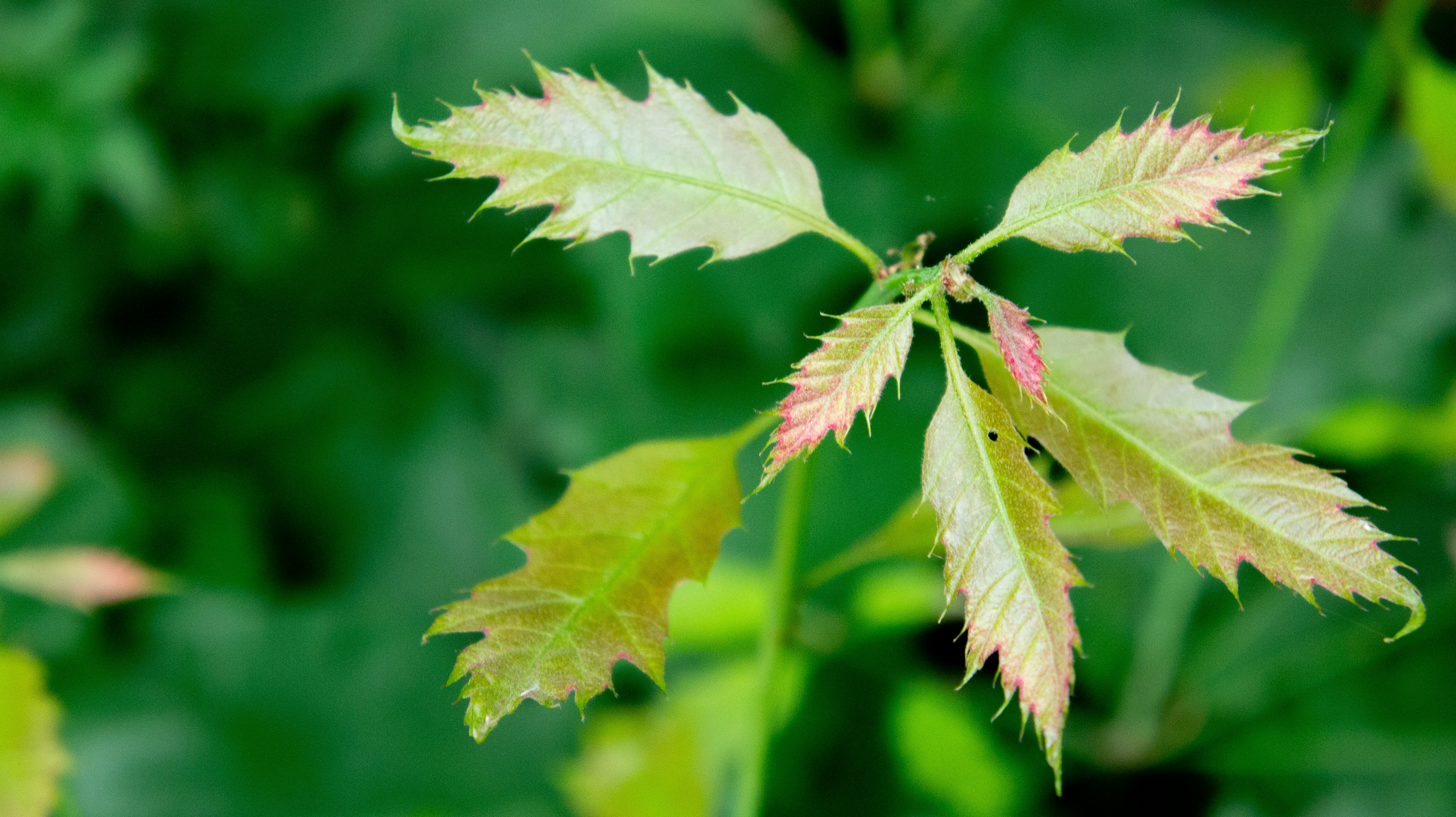 Photo by splintermark77