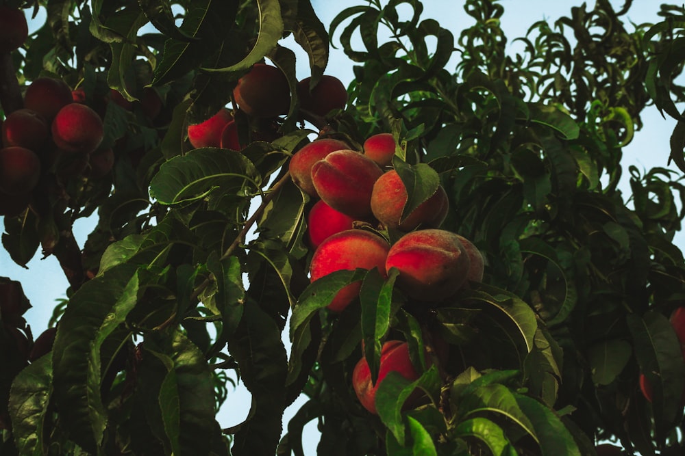 a tree filled with lots of ripe peaches