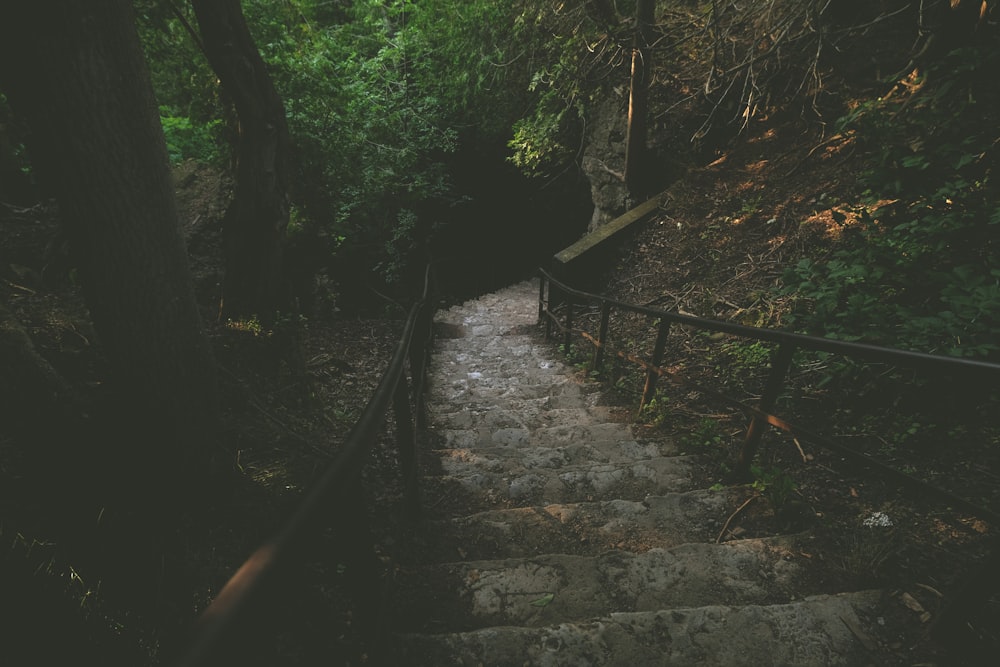 a set of stairs leading up to a forest