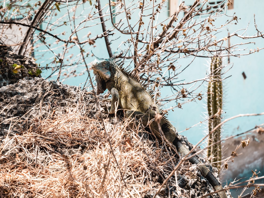 a large lizard sitting on top of a pile of dirt