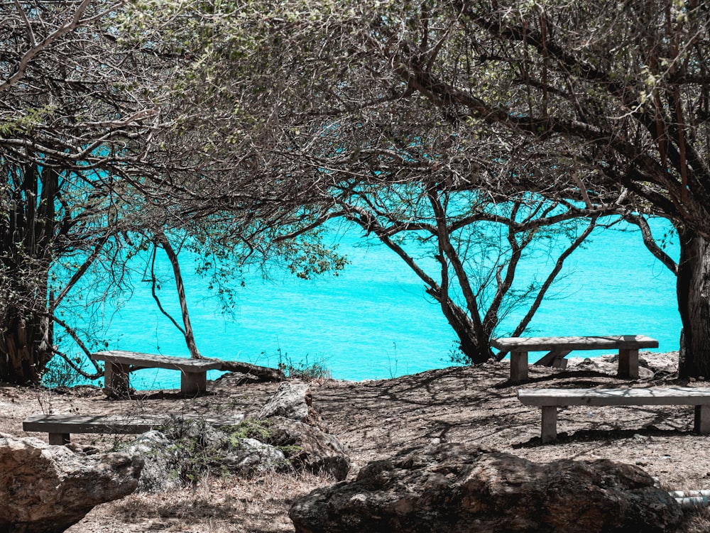 a couple of wooden benches sitting under a tree