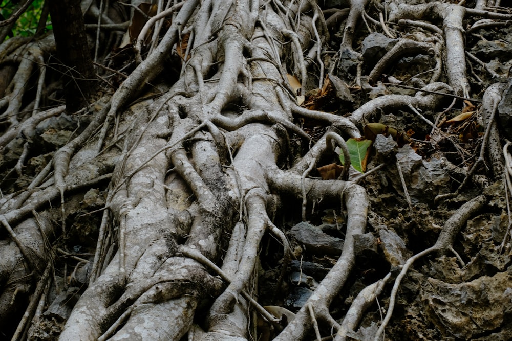 Un très grand arbre aux racines très longues