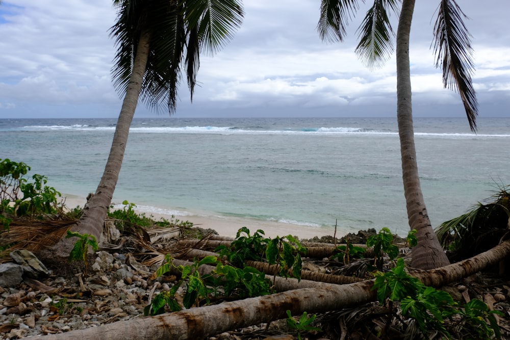 a beach with palm trees and the ocean in the background