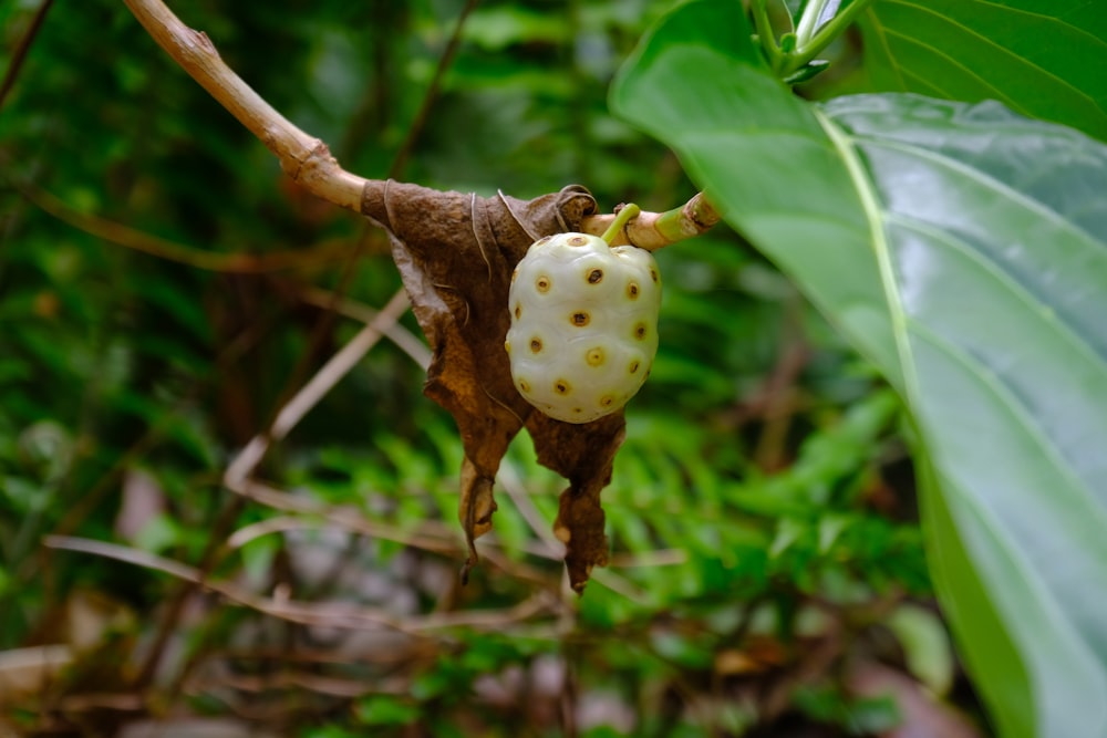 a close up of a fruit on a tree branch