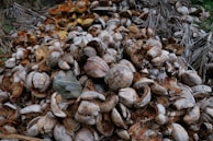 Close-up of dried coconut leaves ready for biomass pellet production.