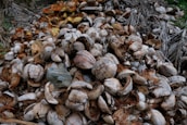 Workers carefully processing coconut husks into cocopeat at the coconative facility in India.