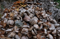 Close-up of dried coconut leaves and grass ready for pellet production.