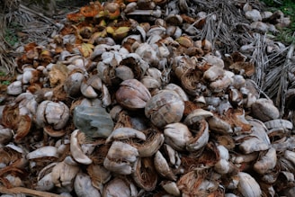 A large pile of dried coconut husks and shells, displaying a rough texture and a mix of brown and gray shades. The cluster appears to be part of an agricultural or processing setting, with scattered bits of dried palm leaves around.