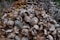 a pile of clumps of nuts sitting on the ground