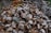 A large pile of dried coconut husks and shells, displaying a rough texture and a mix of brown and gray shades. The cluster appears to be part of an agricultural or processing setting, with scattered bits of dried palm leaves around.