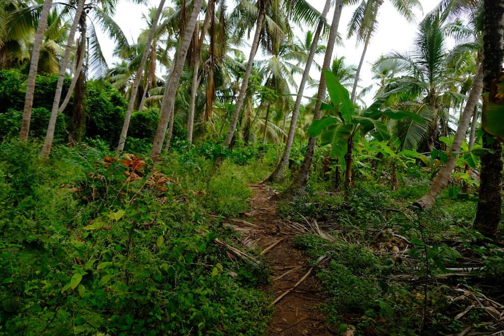 Un chemin de terre entouré de palmiers par temps nuageux