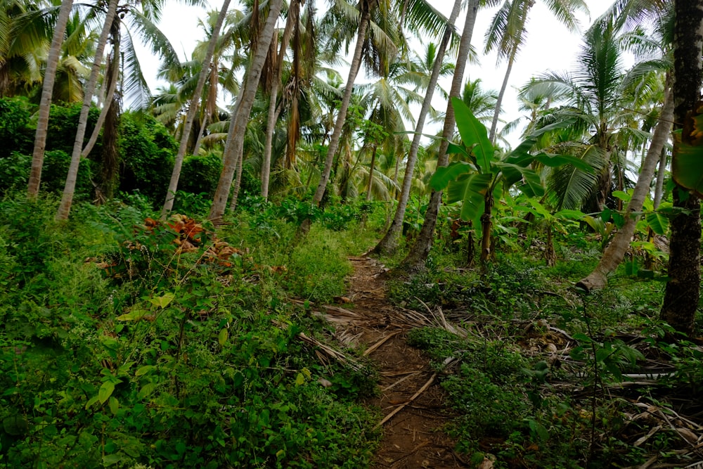 a dirt path surrounded by palm trees on a cloudy day