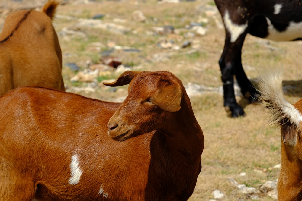 a couple of brown cows standing on top of a grass covered field