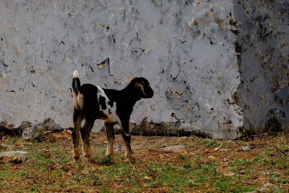 a small black and white goat standing next to a wall