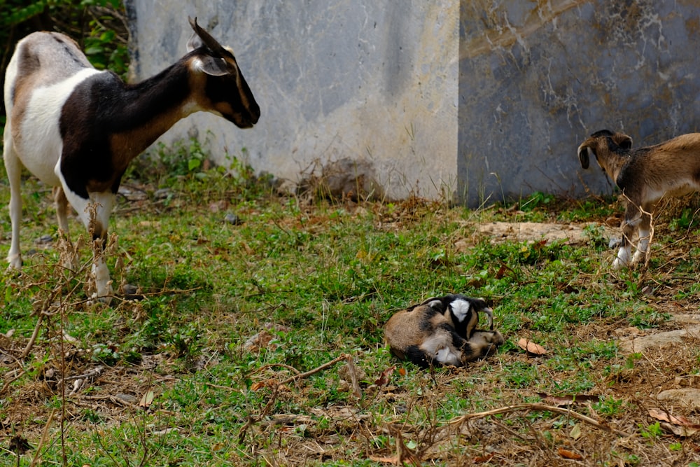 a couple of goats standing on top of a grass covered field