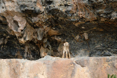 a goat is standing on a rock ledge