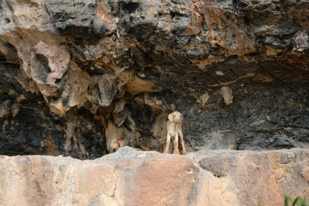 a goat is standing on a rock ledge