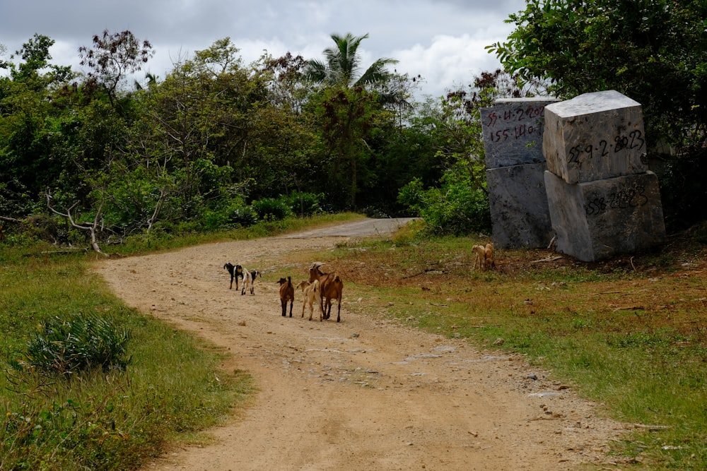 a group of dogs walking down a dirt road