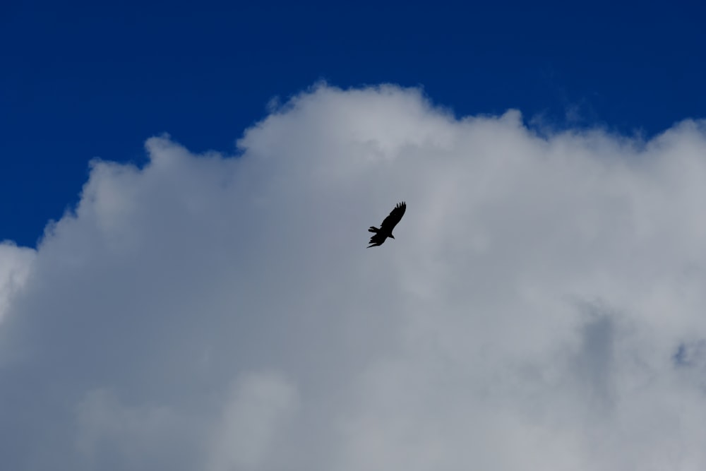 a large bird flying through a cloudy blue sky