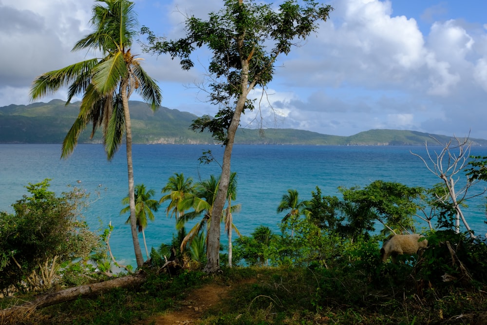 a view of a body of water with trees in the foreground