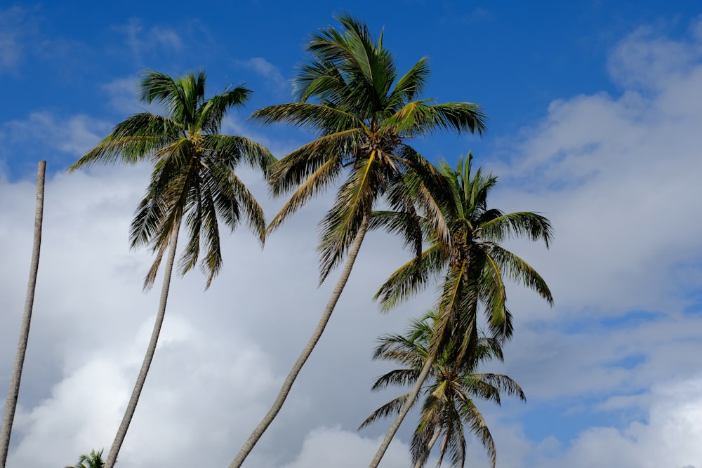 a group of palm trees on a cloudy day