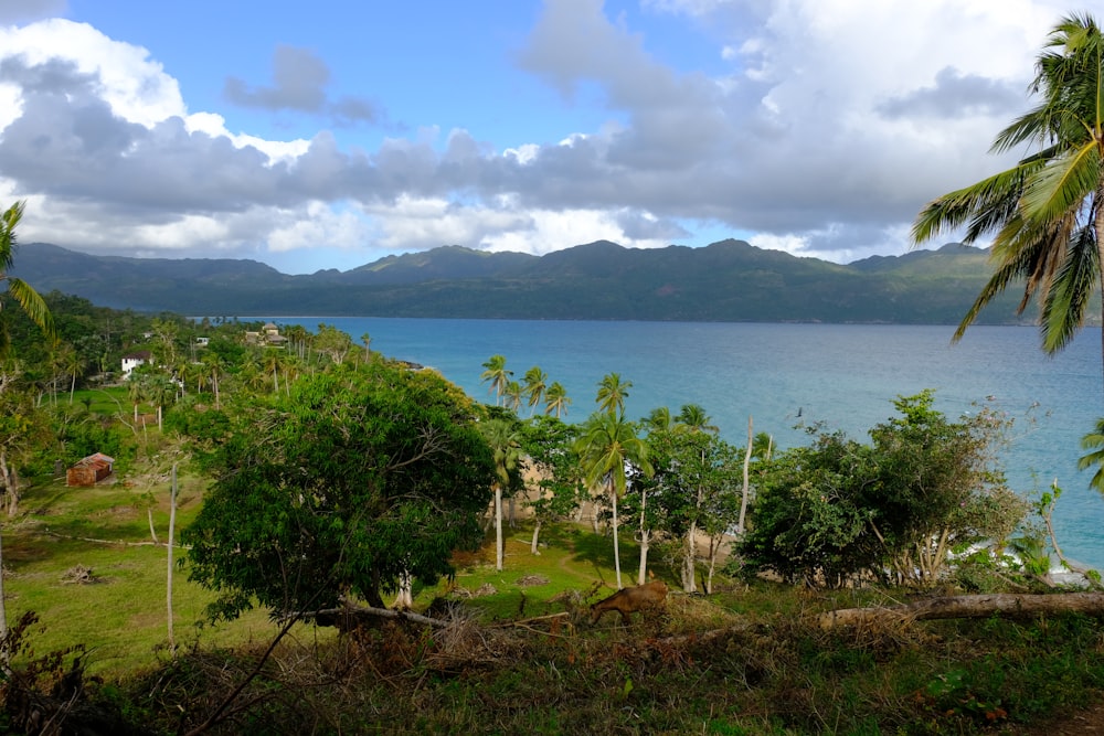 a scenic view of a tropical island with palm trees