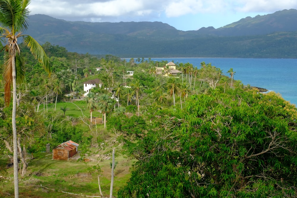 a lush green forest filled with lots of trees